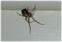 Brunilda: la aranya que vivía en casa
