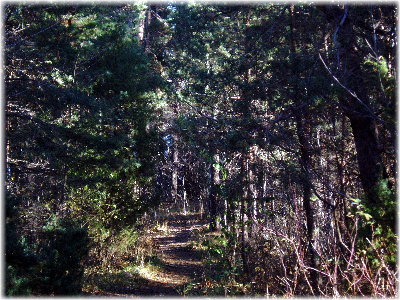 bosque de pinos