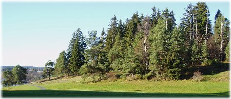 bosque de abetos