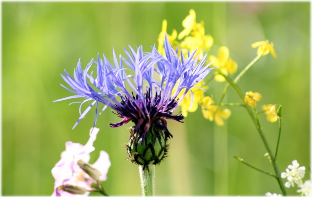 florecillas del jardín