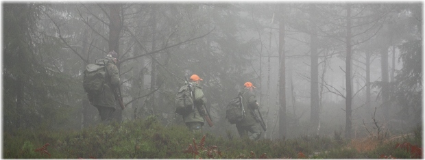 caminando por el bosque hasta el 