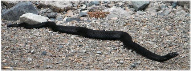 Hoggorm, la unica serpiente venenosa del país
